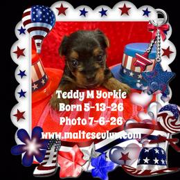 Boston Terrier, Maltese, Morkie, and Yorkshire Terrier Puppies from Malteseuluv’s Tiny Treasurers