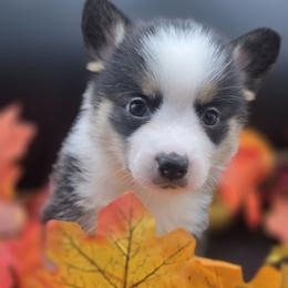 Cedar - Black and tan male Pembroke Welsh Corgi puppy in Tomball, Texas from Larsen Loved Corgis