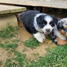 Girl 3 - Australian Shepherd puppy in Crooksville, Ohio from VanHorn Australian Shepherds