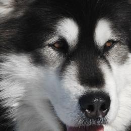 Lotus - Alaskan Malamute
