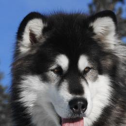 Lotus - Alaskan Malamute