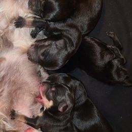 Miniature Schnauzer puppies from Kristy's French Bulldogs & Mini Schnauzers