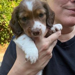 Fawn AKC - Piebald female Dachshund puppy in Erie, Michigan from Champagne’s Grinch Toe’d Dachshunds