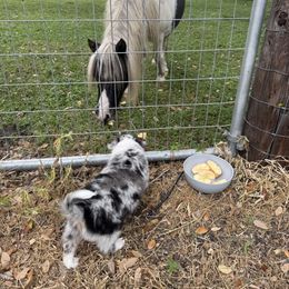 Miniature Australian Shepherd Puppies from Peace Creek Aussies