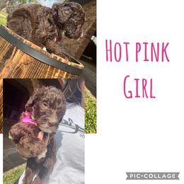 Sheepadoodle Puppies from E & M Doodles