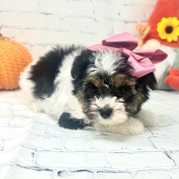 Mila - Parti female Yorkshire Terrier puppy in Smithville, Oklahoma from Bristy’s Pampered Pups