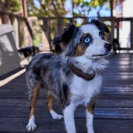 Harley - Toy Australian Shepherd