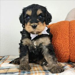 Aurelia - Phantom female Bernedoodle puppy in Temecula, California from Oodles O'Doodles