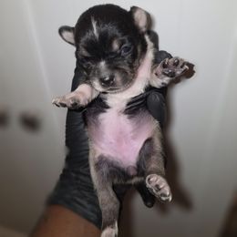 Minny - Black and white female Chihuahua puppy in Camden, New Jersey from Maldonado Pet Life Breeder LLC.