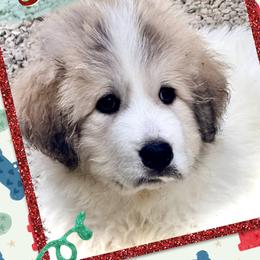 Boy1 Red collar NIMBUS - White and badger male Great Pyrenees puppy in Fair Grove, Missouri from Allen Wags & Woolies