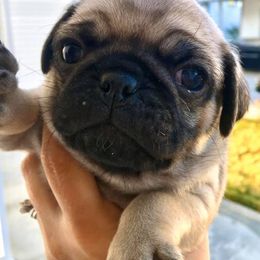 Pugs from The Pug Realm