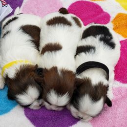 Shih Tzu Puppies from Garrard Creek Shih Tzus