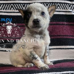 Grumpy - Blue male Australian Cattle Dog puppy in Silsbee, Texas from Rockin ND Ranch