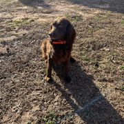 Lilly - Boykin Spaniel