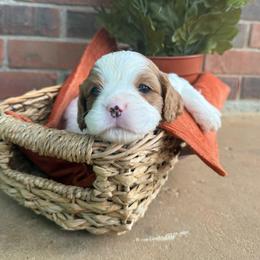 -Boston-  OFA health tested parents:) - Blenheim male Cavapoo puppy in Brandenburg, Kentucky from Bluegrass River Newfoundlands