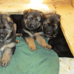 German Shepherd Puppies from Top Gun Shepherds, LLC