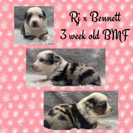 Icee - Blue merle female Toy Australian Shepherd puppy in Stephenville, Texas from Rising JM Pembrokes