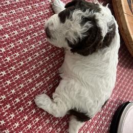 Little purple collar - Brown roan female Lagotto Romagnolo puppy in Farmington, New Hampshire from Millie Grace Haven
