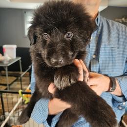 Sentinel (Brown collar) - Black male German Shepherd puppy in Columbus, Indiana from Stony Lonesome GSD