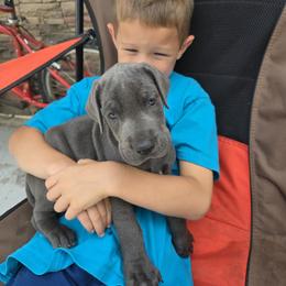 Great Dane Puppies from Timeless Danes