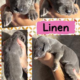 Linen - Blue female Great Dane puppy in Wellsville, New York from Prophecy Danes