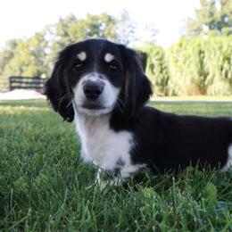 Pebble - Piebald male Dachshund puppy in Wakarusa, Indiana from PuppyLove Dachshunds