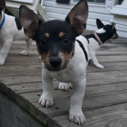 Chipmunk - Black and white male Teddy Roosevelt Terrier puppy in Williamston, North Carolina from MOONSHINE TERRIERS