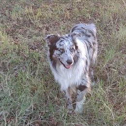 Doc - Australian Shepherd