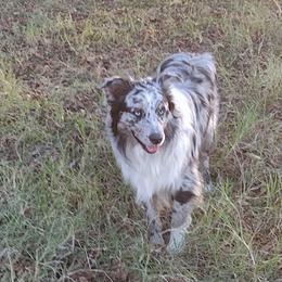 Doc - Australian Shepherd