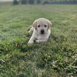 Labrador Retriever Puppies from Buena Vista Labradors