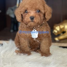 Cavapoo, Maltipoo, and Poodle Puppies from McCraws N Paws