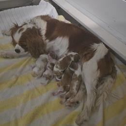 Cavalier King Charles Spaniel puppies from Chris & Katie Cavaliers