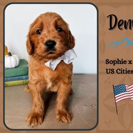 Denver - Red  male Goldendoodle puppy in Hilton, New York from The House of Goldendoodle