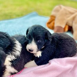 Aussiedoodle and Bordoodle Puppies from Dood B Ranch Doodles