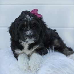 Girl 3 - Phantom Bernedoodle puppy in Vinita, Oklahoma from American Poodles and Doodles