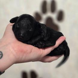 Tiffany - Black female Poodle puppy in Casselberry, Florida from McIntosh Toy Poodles