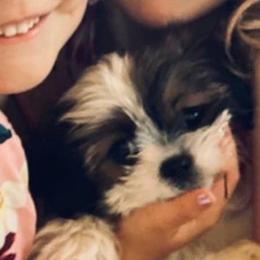 Lhasa Apsos from Anderson Lhasa Apsos