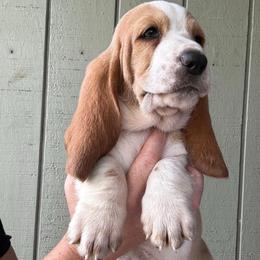 Girl 3 - Red and white female Basset Hound puppy in St. Cloud, Florida from Fancy Hounds