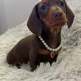 Esther - Chocolate and tan female Dachshund puppy in Jena, Louisiana from Greens Creek Kennel
