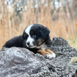 Nike - Black tri male Miniature Australian Shepherd puppy in Greenville, South Carolina from QC Homestead Miniature Australian Shepherds