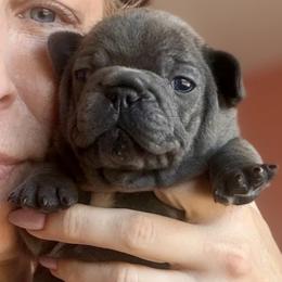 French Bulldog puppies from Frenchie’s of Glen Ellen