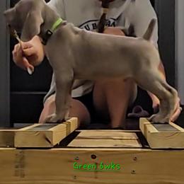 Green Collar - Silver gray male Weimaraner puppy in Indiana from So-IN Weimaraner's