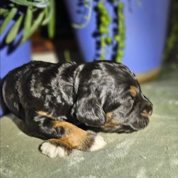 Angel - Black white and tan female Cockapoo puppy in Indiahoma, Oklahoma from Phamily Doodles