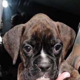 Boxers from Foulk's Boxer Puppies