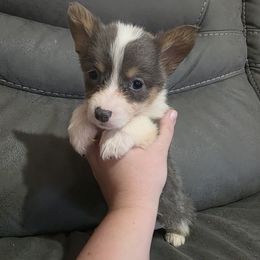 Tri Bluie Female - Blue female Pembroke Welsh Corgi puppy in Unicoi, Tennessee from East Tennessee Clark Corgis