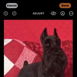 Cali - Miniature Schnauzer