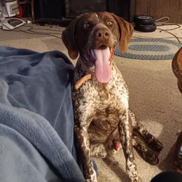 Grit - German Shorthaired Pointer