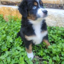 Miniature American Shepherd and Miniature Australian Shepherd Puppies from ATX Mini Aussies