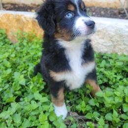 Miniature American Shepherd and Miniature Australian Shepherd Puppies from ATX Mini Aussies