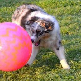 Miniature American Shepherd Puppies from MorningStar Miniature American Shepherds